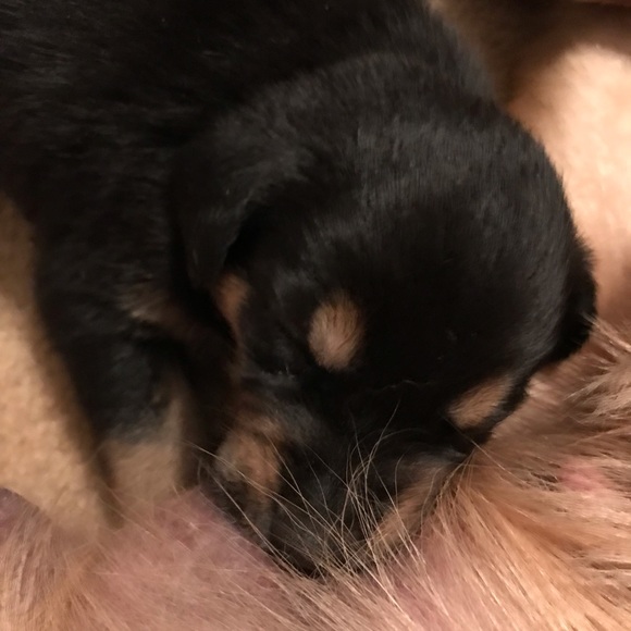 No Trades For Our Items; But We Will Take Offers! - Picture 4 of 8